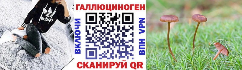 Галлюциногенные грибы Magic Shrooms где продают наркотики Ессентуки