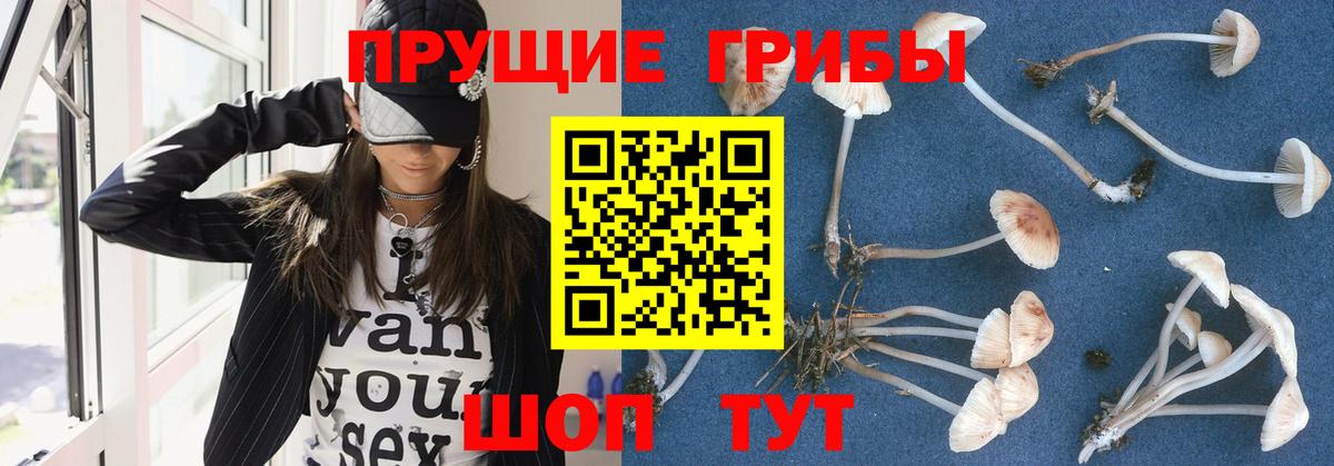 Галлюциногенные грибы Psilocybe  где купить   Ессентуки  Вход с VPN  Псилоцибиновые грибы MAGIC MUSHROOMS 